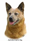 Aust Cattle Dog 9K009D-19